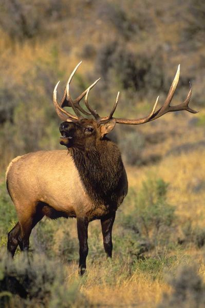 WY, Yellowstone Elk bugling during mating season